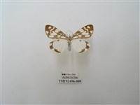 藏品(大花斑蝶燈蛾)的圖片